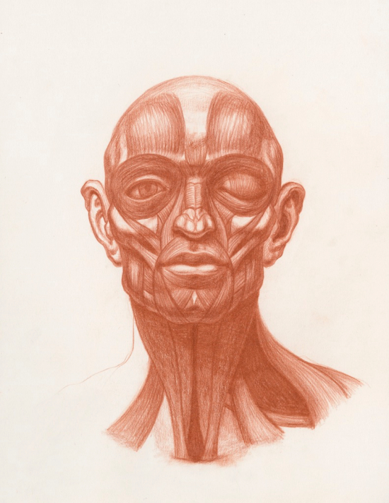 Anatomical Study of the Human Head by Michael M Hensley